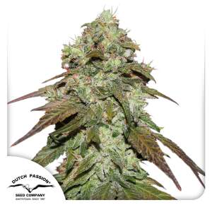 Dutch Passion CBD Mazar