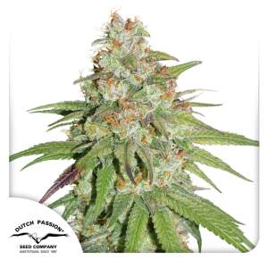 Dutch Passion Glueberry O.G.