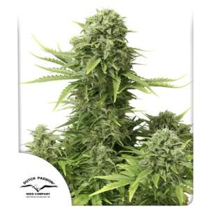 Dutch Passion Starryder Auto