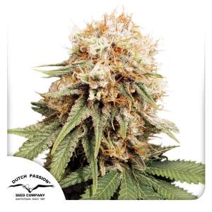 Dutch Passion White Widow
