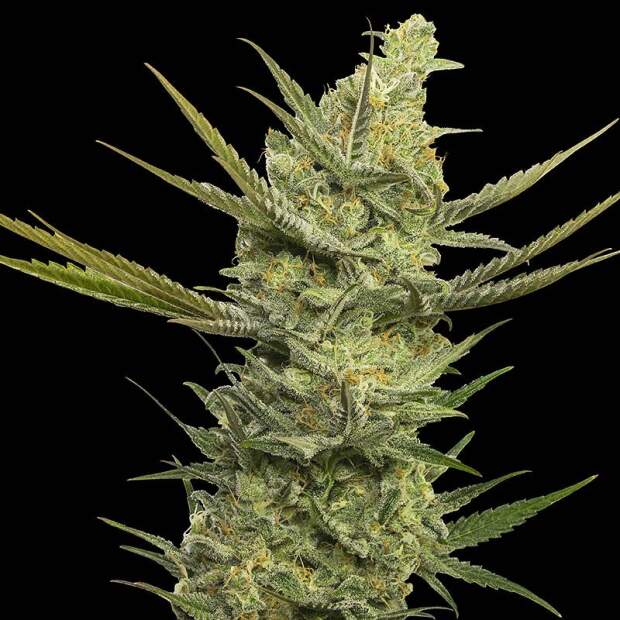 Eva Seeds Gipsy Haze