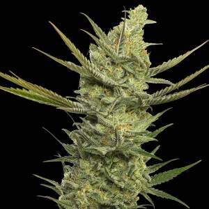 Eva Seeds Gipsy Haze