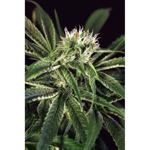 Exotic Seed Amnesia # 7