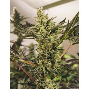 Exotic Seed Banana Mash Auto