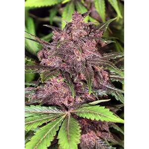 Exotic Seed Black Haze Auto
