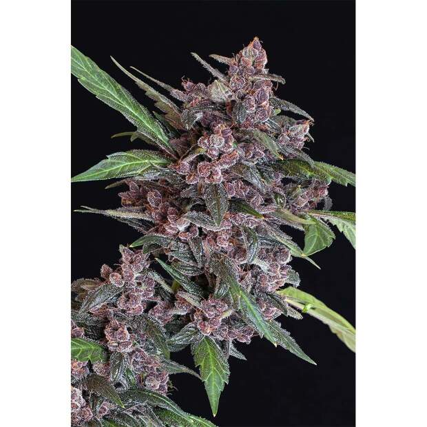 Exotic Seed Black Lemon Auto