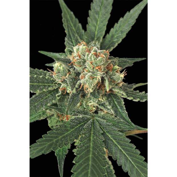 Exotic Seed Blue Monkey