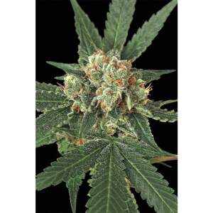 Exotic Seed Blue Monkey