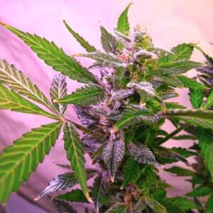 Nirvana Blue Mystic 5 Stk feminisiert