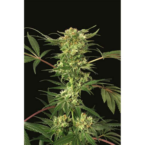 Exotic Seed Devil Kush