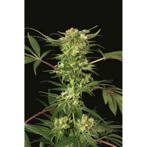Exotic Seed Devil Kush