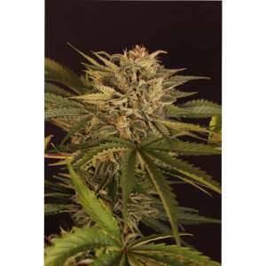 Exotic Seed Dr. Greenman Pure CBD