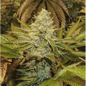 Exotic Seed Exotic Animal