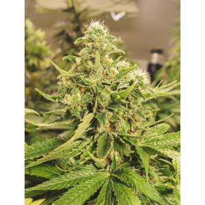 Exotic Seed Exotic Pure CBG