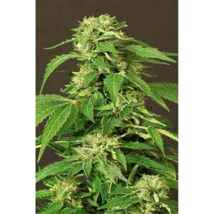 Exotic Seed Exotic Thai