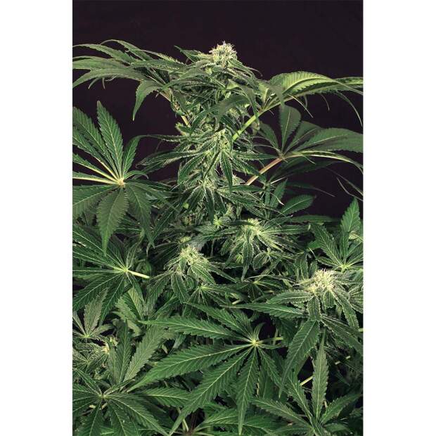 Exotic Seed Green Gummy