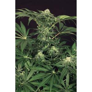 Exotic Seed Green Gummy