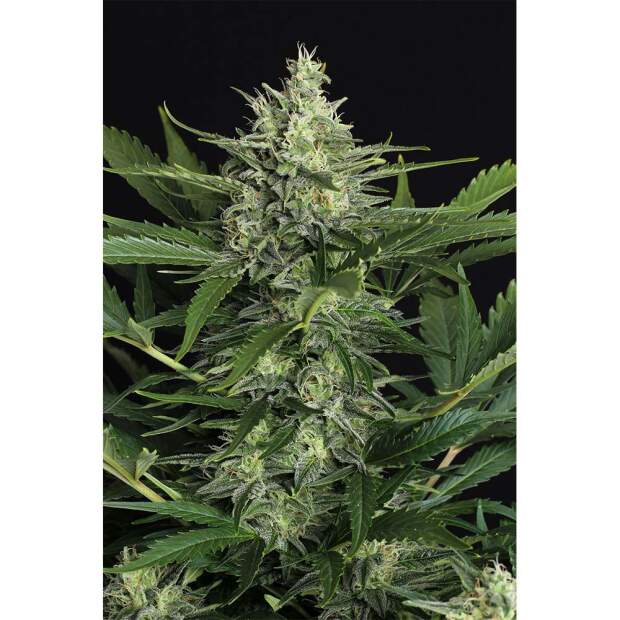 Exotic Seed Green Gummy Auto