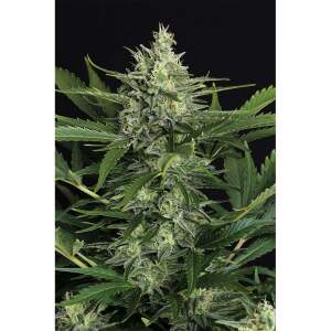 Exotic Seed Green Gummy Auto