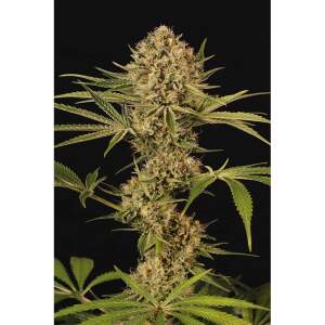 Exotic Seed Herz OG