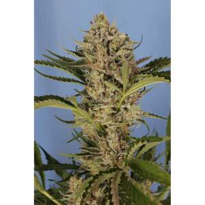 Exotic Seed Herz OG Auto
