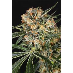 Exotic Seed Hippie Therapy CBD