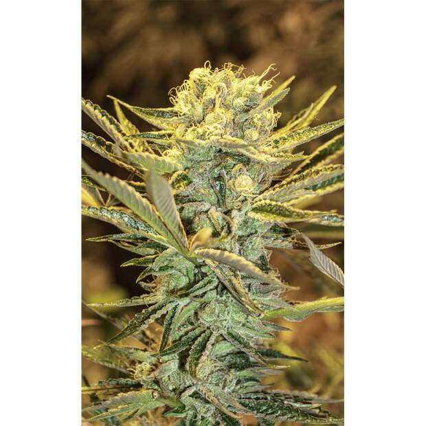 Exotic Seed Hippieberry
