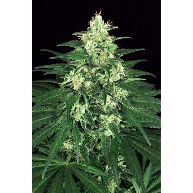Exotic Seed Lemon Candy