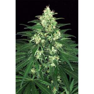 Exotic Seed Lemon Candy