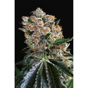 Exotic Seed Malasana Cookies