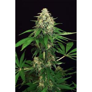 Exotic Seed Mango Cream