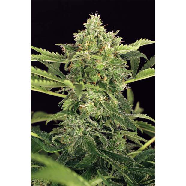 Exotic Seed Mango Cream Auto