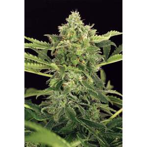 Exotic Seed Mango Cream Auto