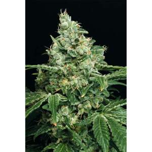 Exotic Seed Sir Jack