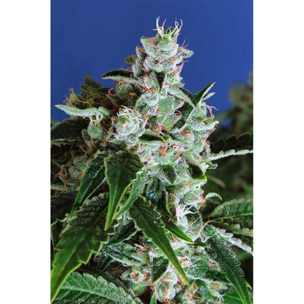 Exotic Seed Sir Jack Auto