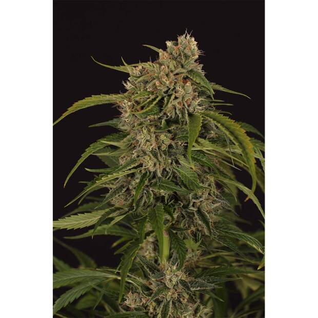 Exotic Seed Sir Jack Pure CBD Auto