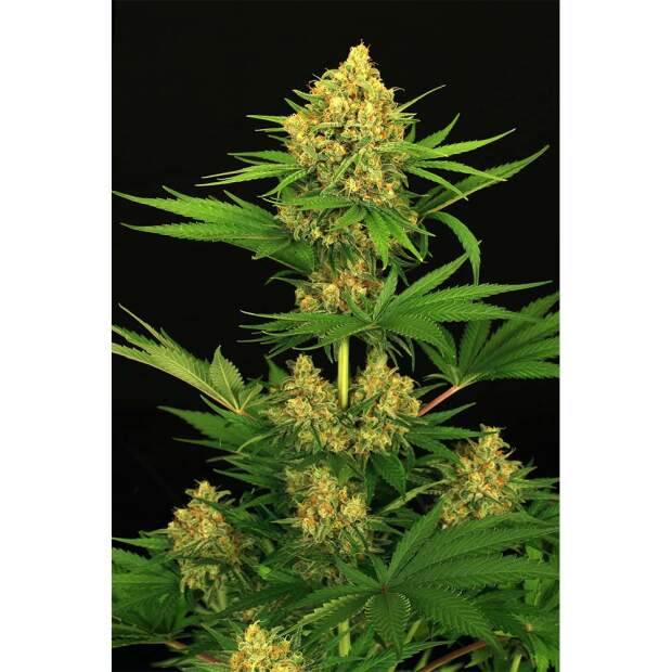 Exotic Seed Tangerine Kush