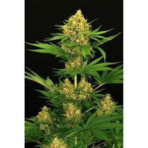 Exotic Seed Tangerine Kush