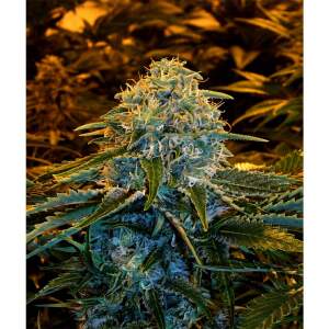 Exotic Seed Z&Z