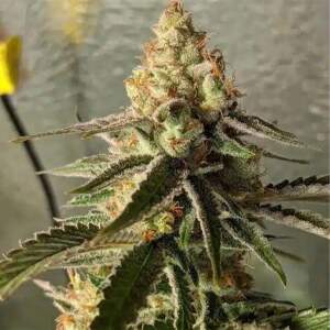 Expert Seeds Gorilla Banana