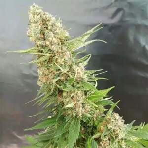 Expert Seeds Gorilla Critical