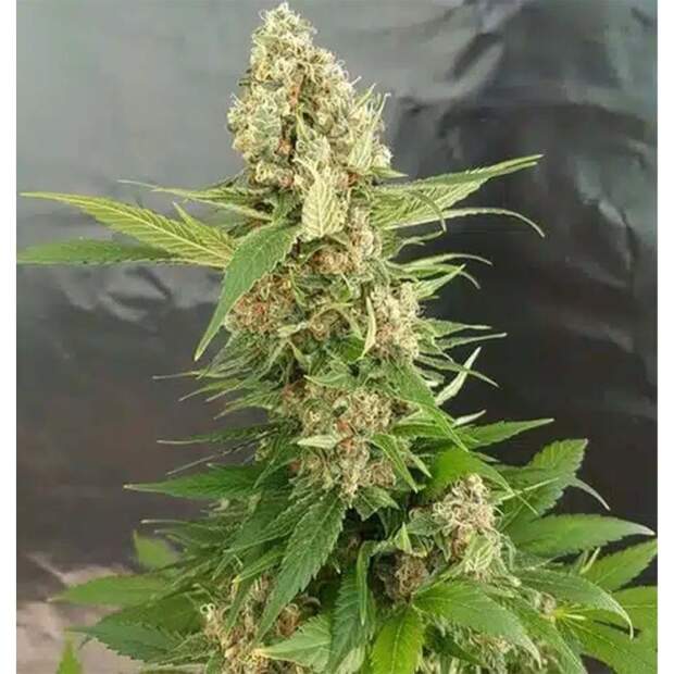 Expert Seeds Gorilla Ice Cream