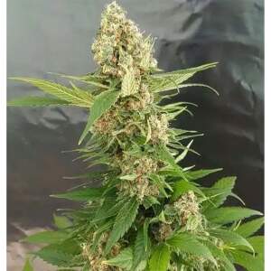 Expert Seeds Gorilla Ice Cream