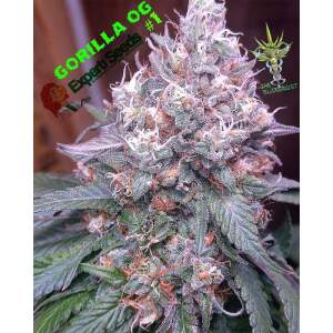 Expert Seeds Gorilla SFV OG