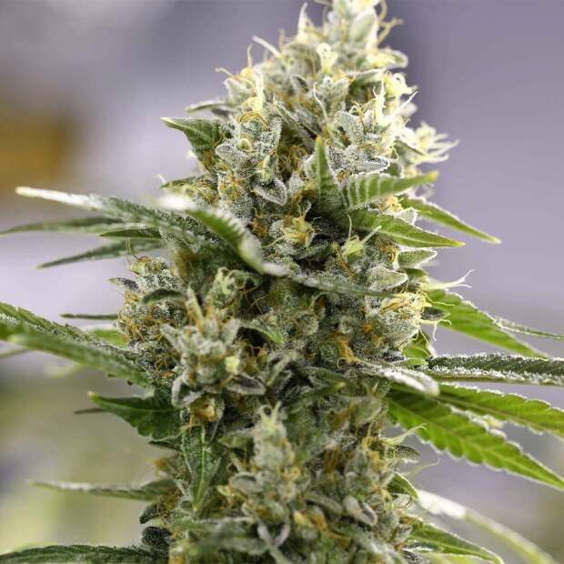 Expert Seeds Lemon Haze Auto