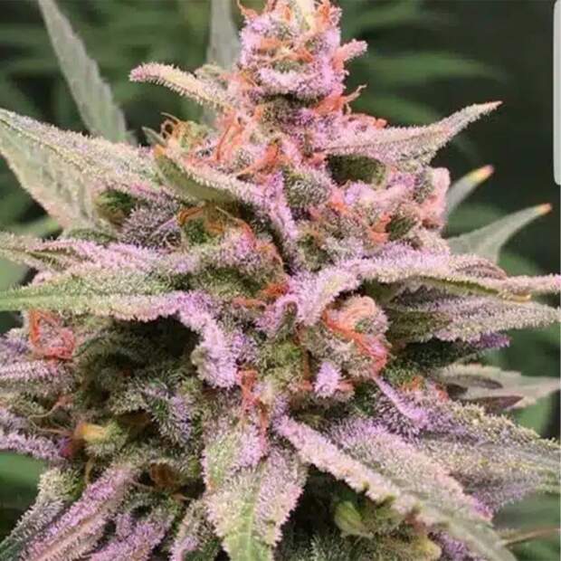 Expert Seeds Zkittlez Glue