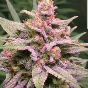 Expert Seeds Zkittlez Glue