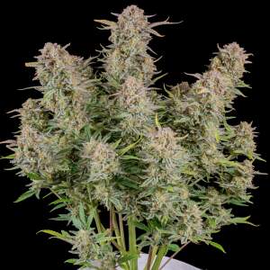 420 Fast Buds Bruce Banner Auto