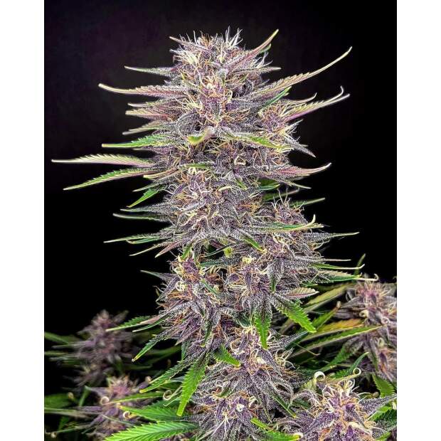 420 Fast Buds Banana Purple Punch Auto