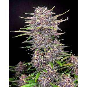 420 Fast Buds Banana Purple Punch Auto